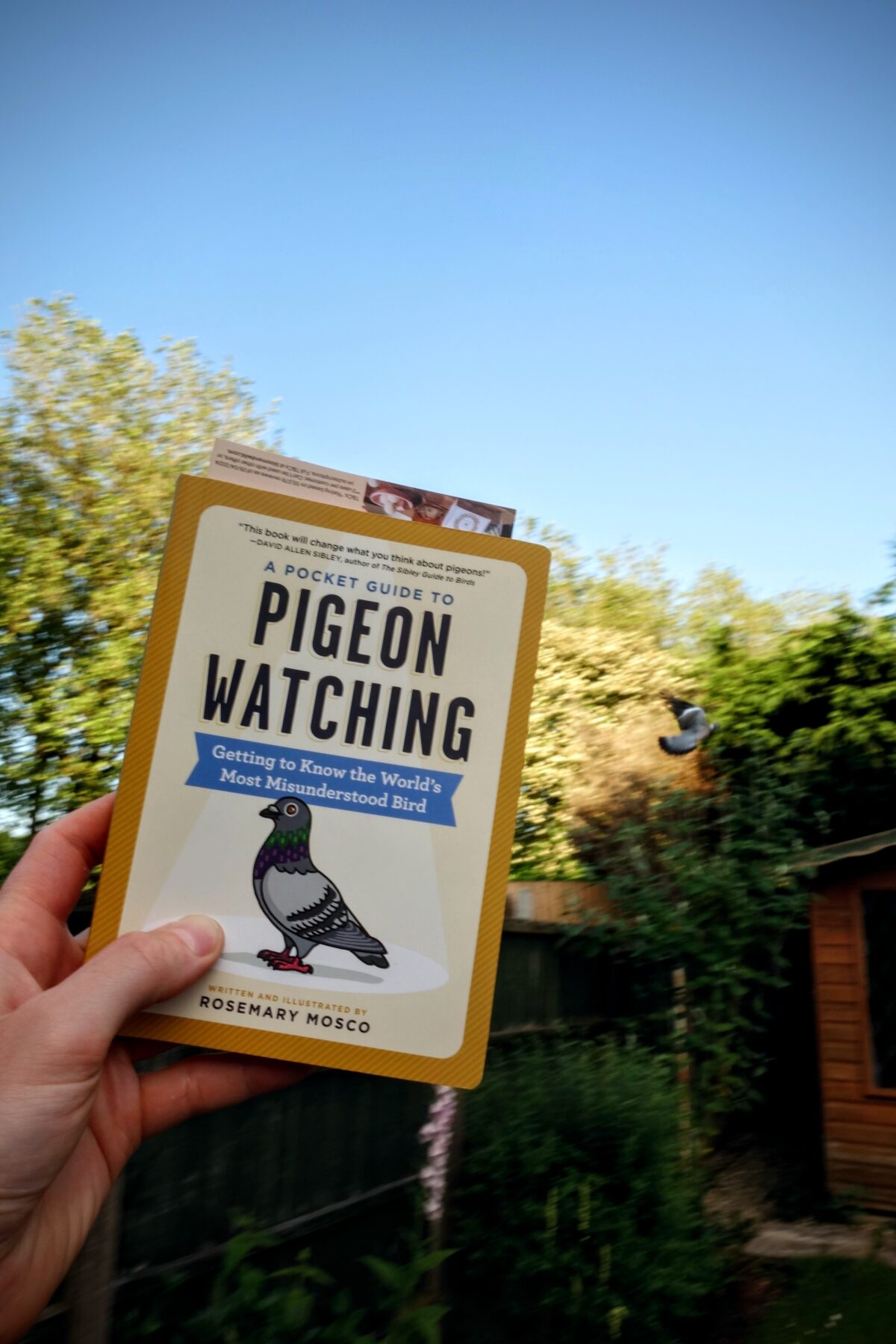 Pigeon Watching