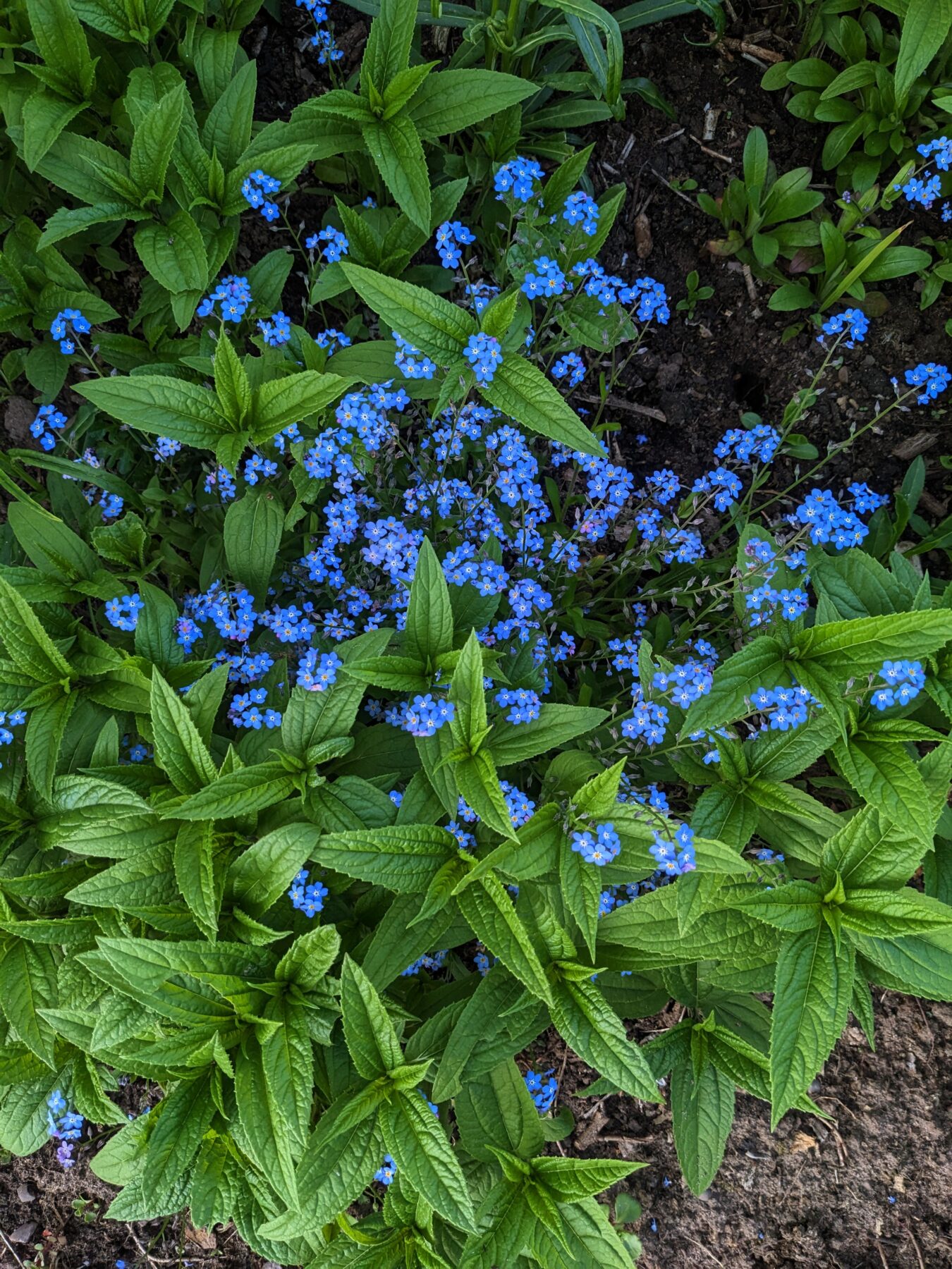 Spring Blues